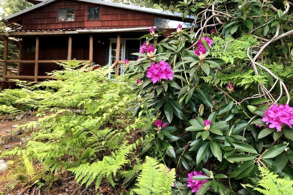 The Cabin In Packwood Dış mekan fotoğraf